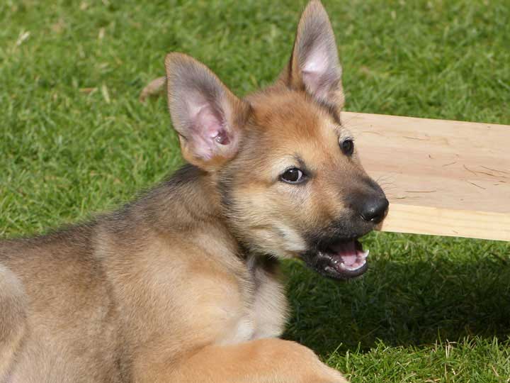 chinook dog